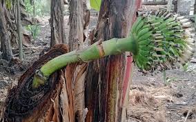 Filosofi Pohon Pisang